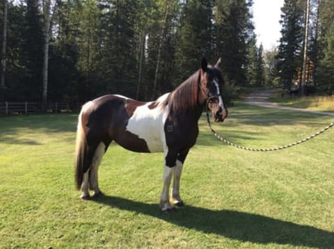 Canada: Alberta - le montagne di kananaskis
