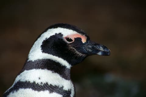 Argentinien & Chile - Gletscher & Seen