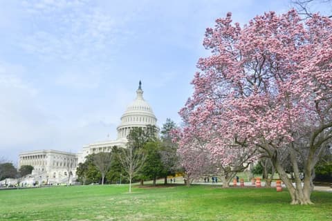 Washington Tradicional