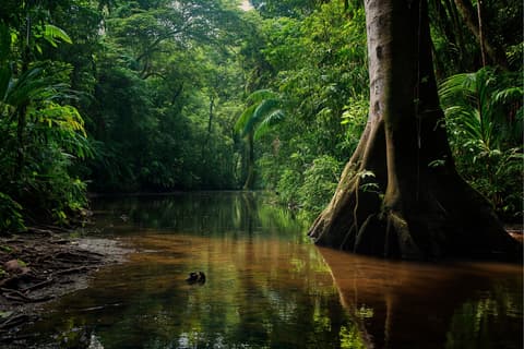 Amazonia y Sus Encantos (Manaus - Amazonia)