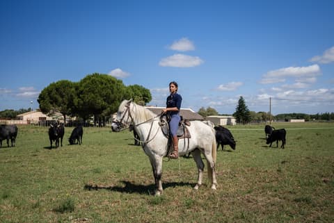 Camargue: Terra Gitana