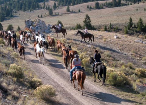 United States - Idaho: leading a herd in idaho