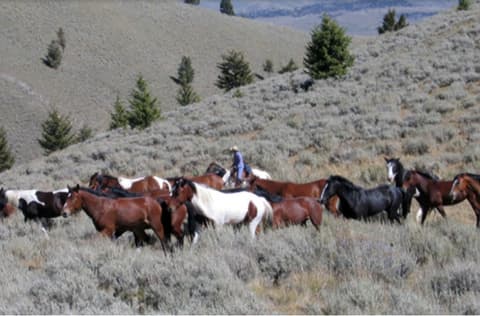 United States - Idaho: leading a herd in idaho