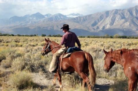 California: The legendary wild Mustangs