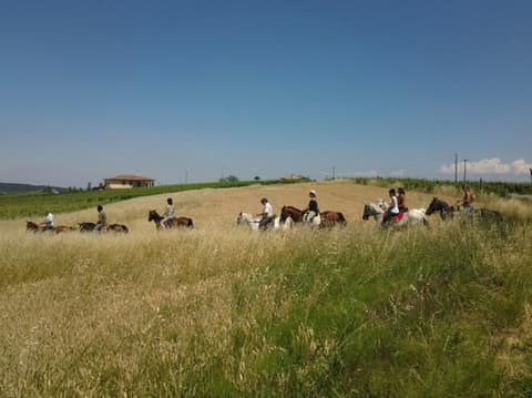 Piemonte: Horses and wine in Monferrato area