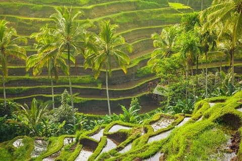 5 Días - Highlights of Bali