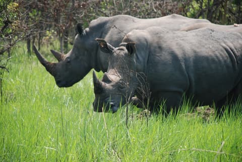 Uganda, la perla de Africa