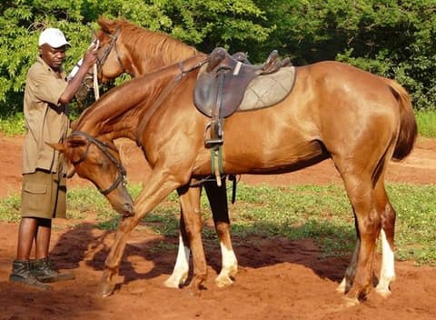 ZAMBESI RIDING SAFARI