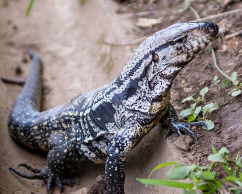 Iguazú, la forza della natura