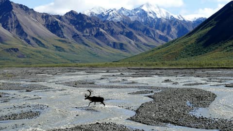 Alaska Summer Pre-Cruise from Fairbanks