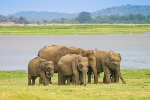 Nature’s Peaks to Paradise Shores - 04 Nights 05 Days Sri Lanka Tour Package