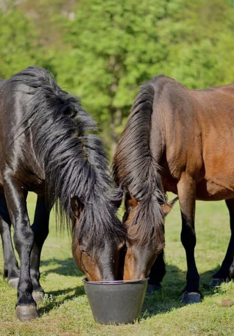 TRA NATURA E LEGGENDA: AVVENTURA A CAVALLO IN MONTENEGRO
