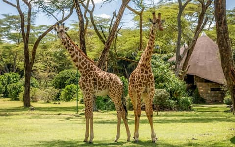 Safari Rusu