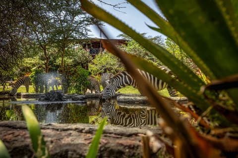 Safari Rusu