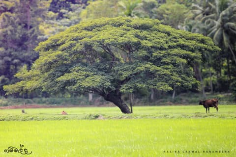 Earth Syncing · Nature Odyssey