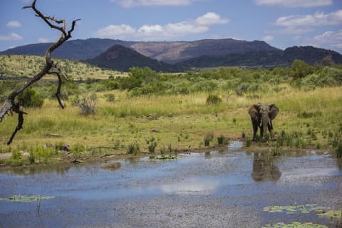 The South African Dream 2027