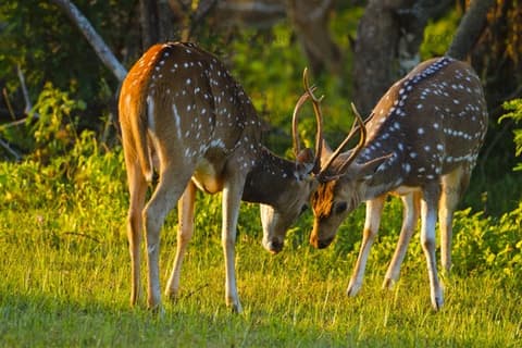 Wild Sri Lanka