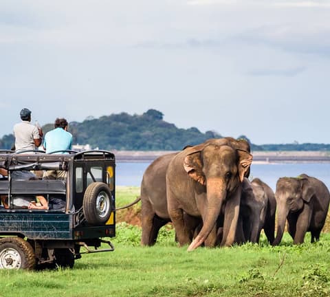 Wild Sri Lanka