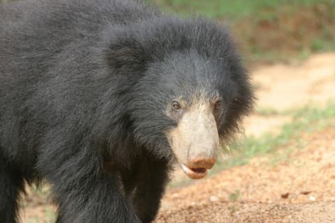 Wild Sri Lanka