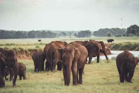 Authentic Sri Lanka
