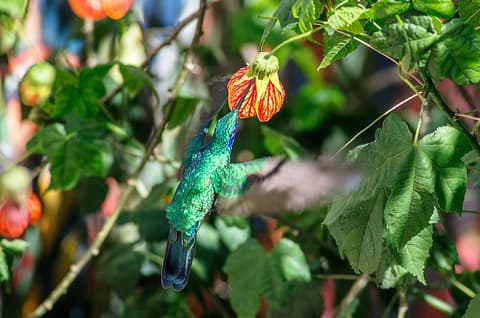 Taypikala Cusco o Similar, Vending machine