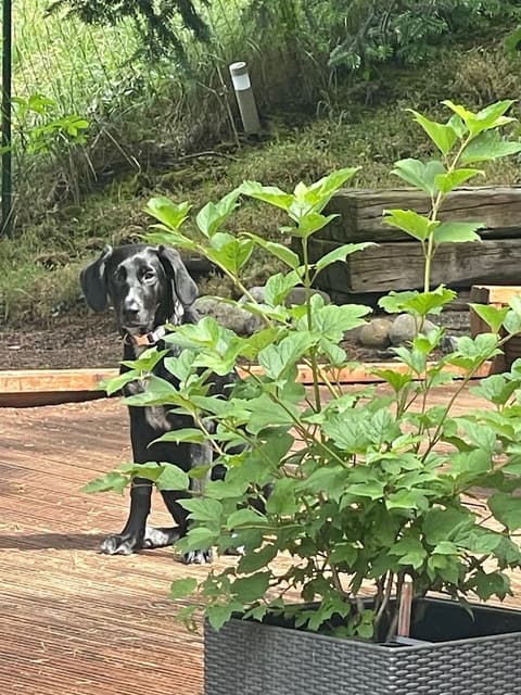 Boutiquehotel Thessoni Classic Zürich, Pet-friendly