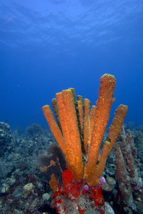 Bird Rock Beach Hotel