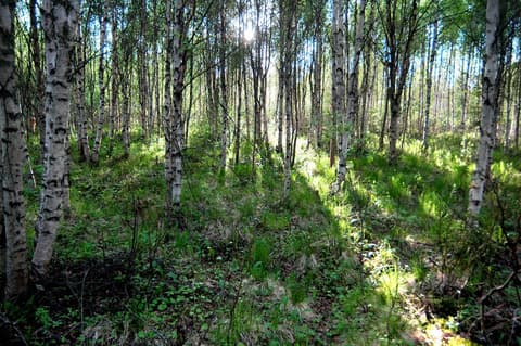 Arctic City Hotel, Hiking