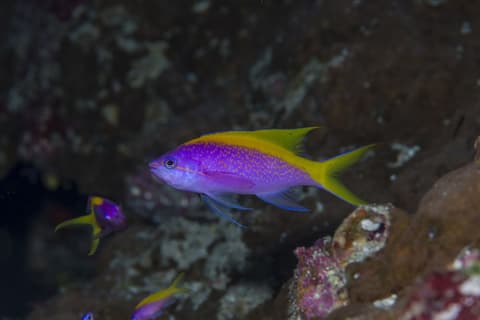 Equator Village, Sports facility