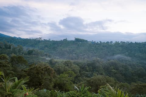 The Green Ponci Bedugul