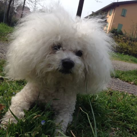 Hotel Lux Modena, Pet-friendly