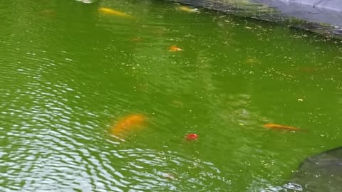 Volcano Acres Ranch B&B