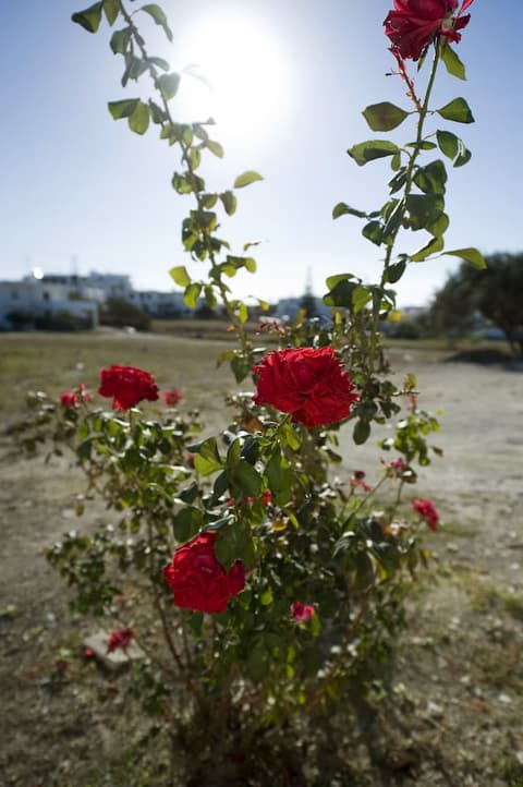 Tsakanos Apartments, View from room