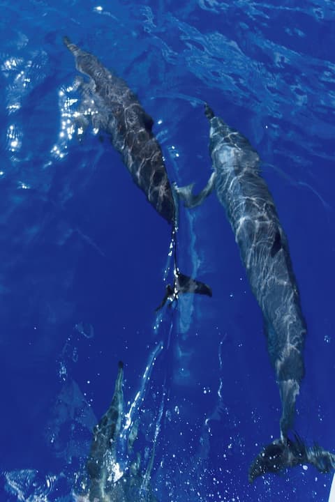 Canareef Resort Maldives, Sports facility