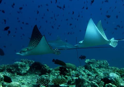 Liberty Guest House Maldives