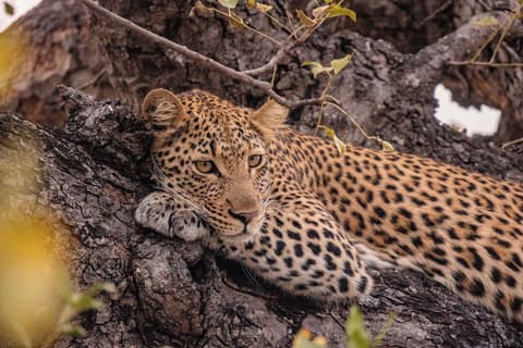 Kapama Southern Camp