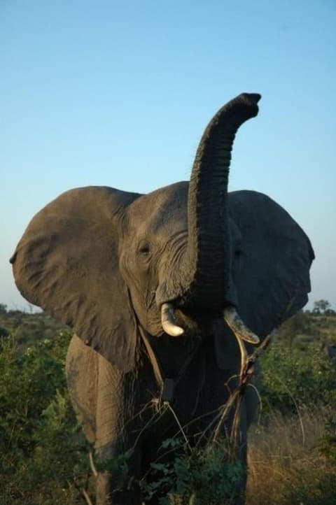 Ngama Tented Safari Lodge