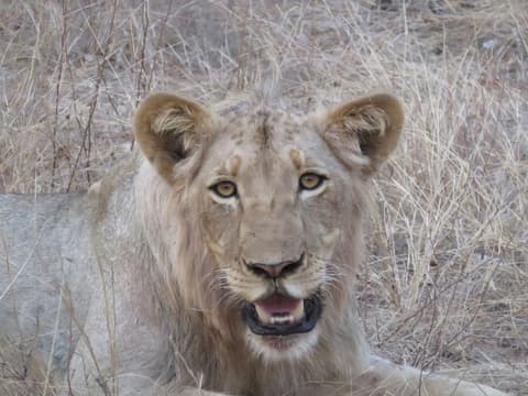 Sausage Tree Safari Camp, Safari