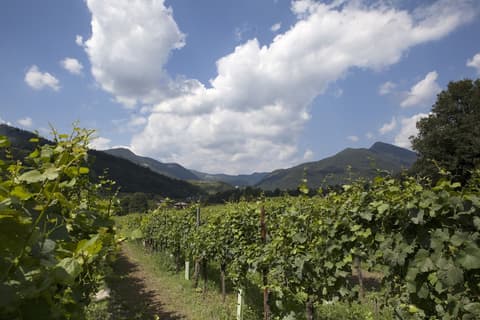 Podere Castel Merlo Resort