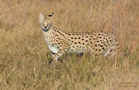 Third Bridge Mobile Camp