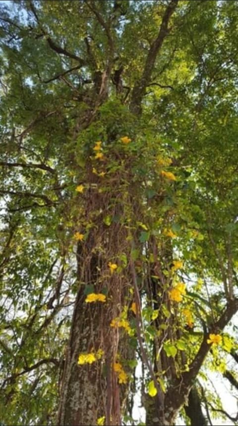 Kelta Hotel Puerto Iguazú Centro, Property grounds