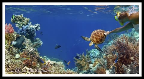 Bell Channel Inn Hotel