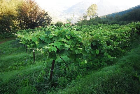 Agriturismo Al Marnich