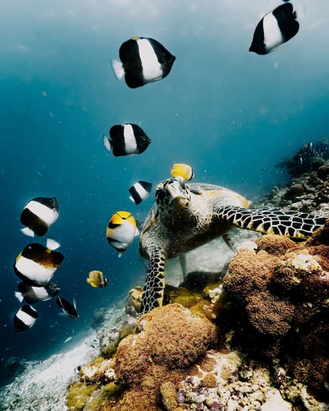 NH Collection Maldives Reethi Resort