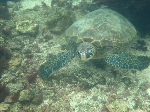 Gran Hostal Tintorera, Ecotours