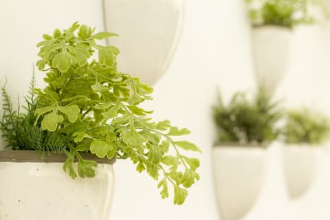 Aelia Wellness Retreat