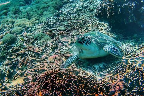 Hoomea Private Pool Villas