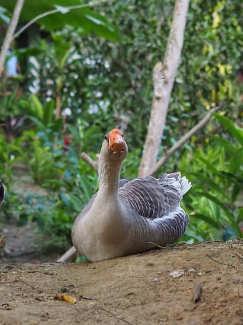 Reserva Natural Tierra Adentro, Terrace/patio