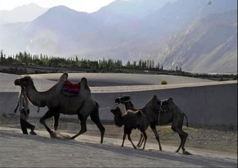 TIH Nubra Escapes Camp