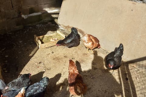 Agriturismo Il Colle